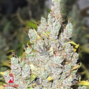 2046 - Medical Seeds