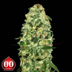 Auto California Kush - 00 Seeds
