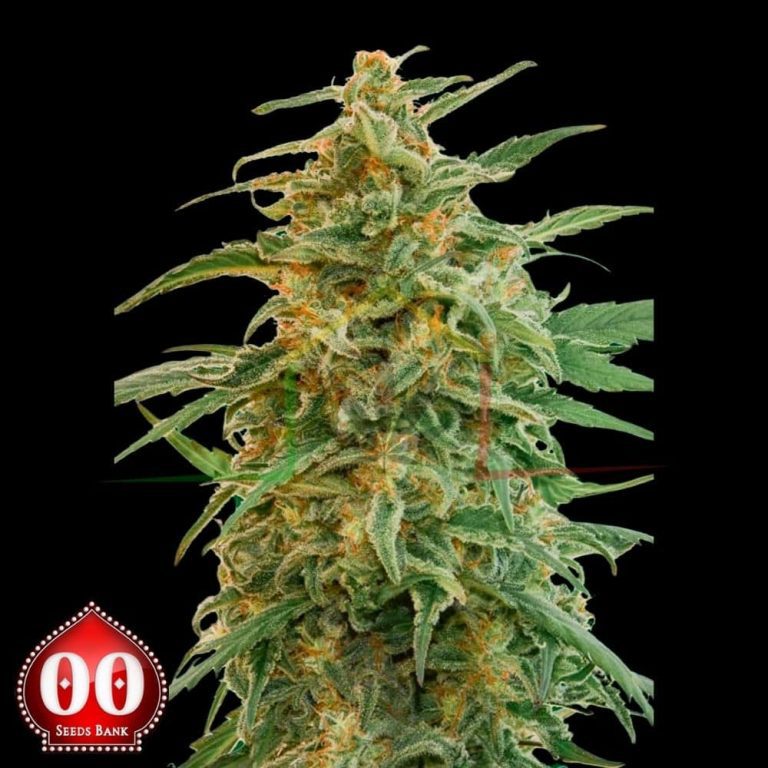Auto Gorilla - 00 Seeds