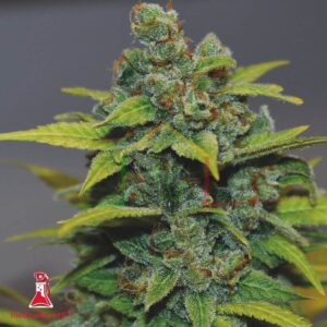 Banana Purp - Medical Seeds