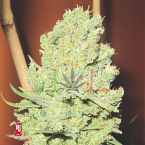 Channel + - Medical Seeds