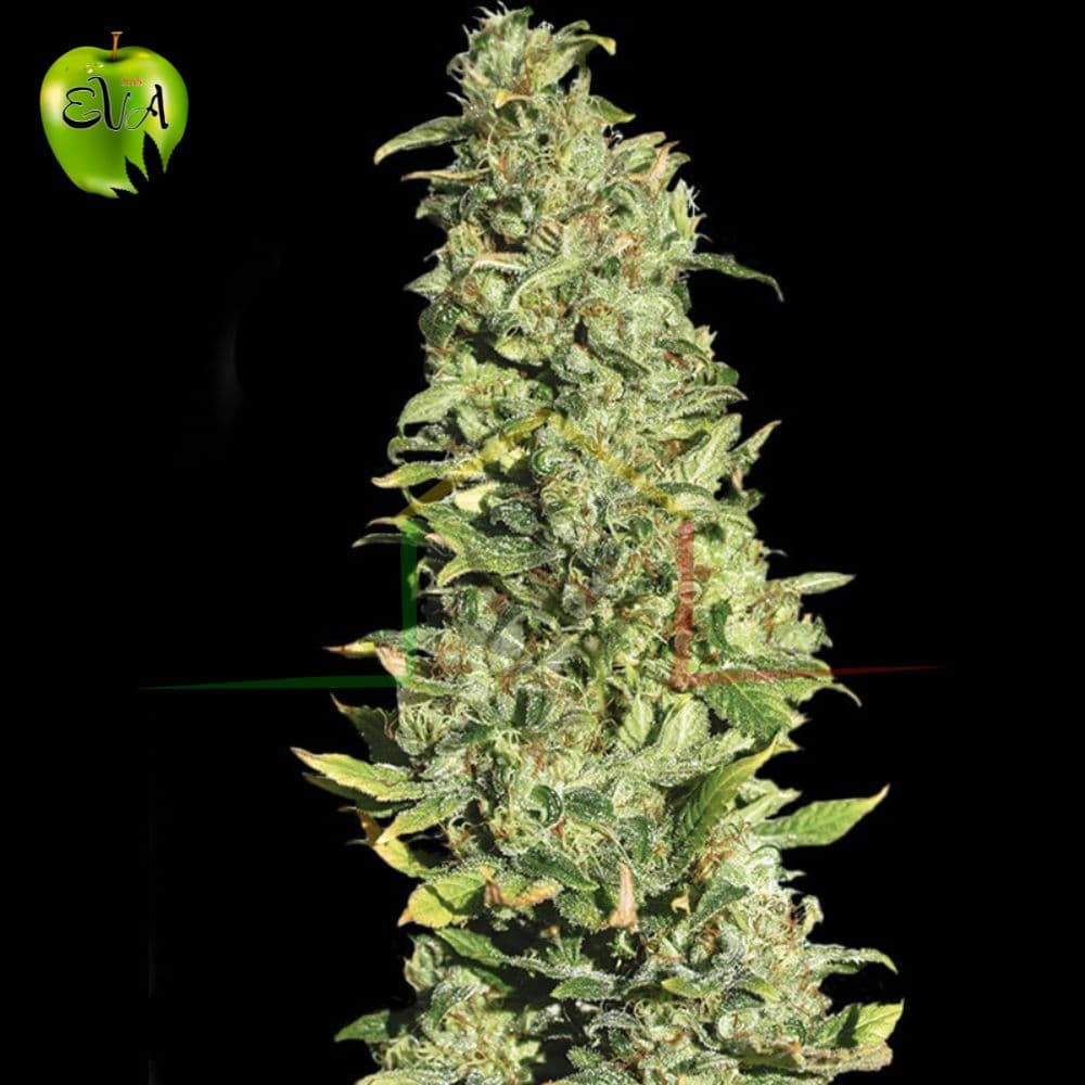 High Level Eva Seeds