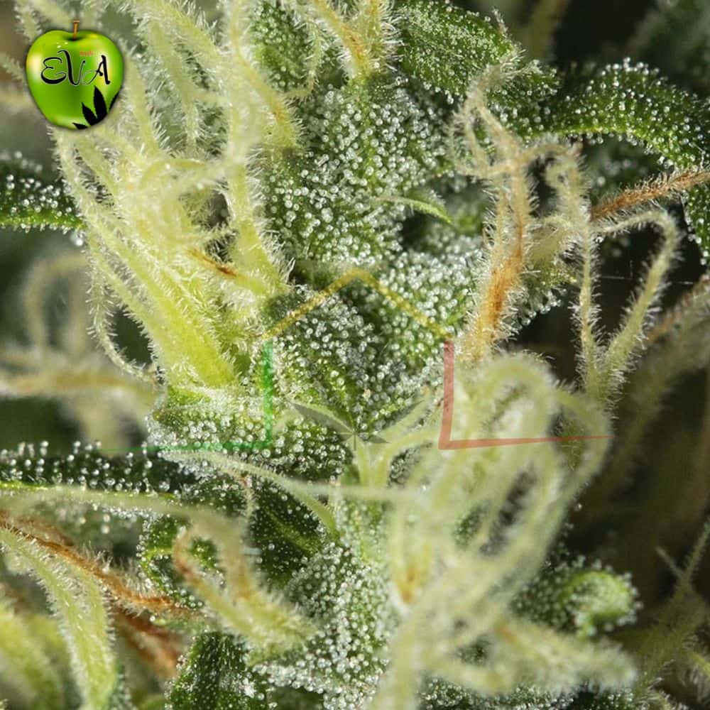 High Level Eva Seeds