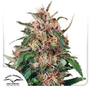 Hollands Hope - Dutch Passion