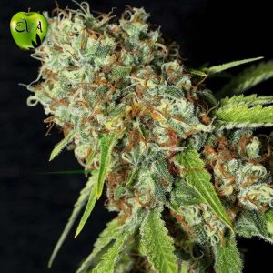 Jamaican Dream CBD Eva Seeds