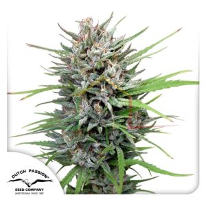 Passion #1 - Dutch Passion