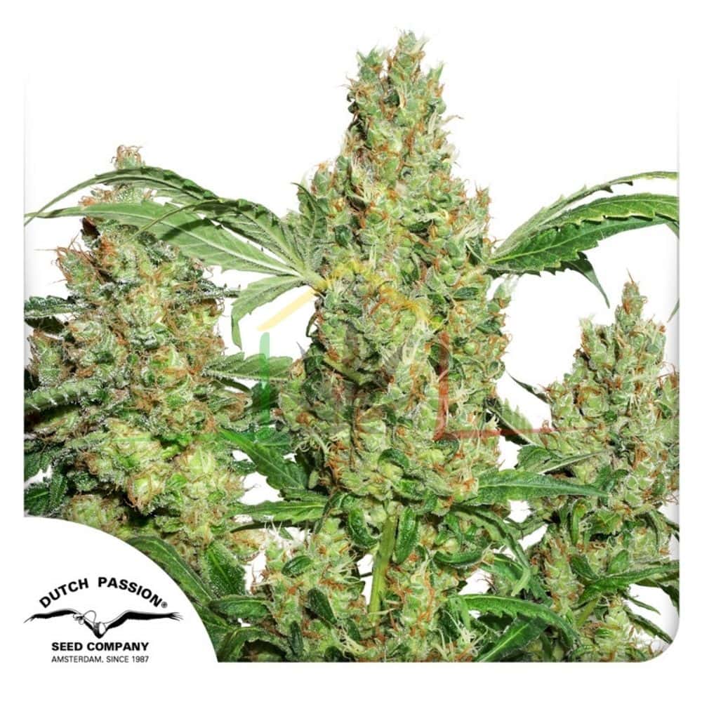 Power Plant - Dutch Passion