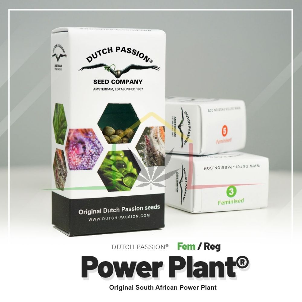 Power Plant - Dutch Passion