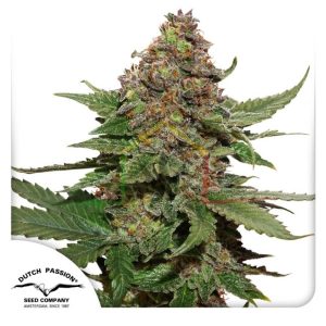 Strawberry Cough - Dutch Passion