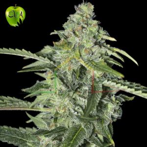 Tnt Kush CBD Eva seeds