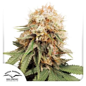 White Widow - Dutch Passion