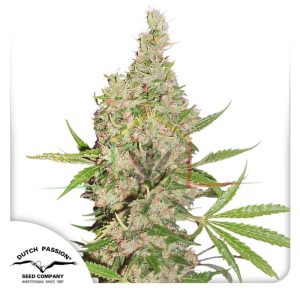 WHITE WIDOW X THE ULTIMATE