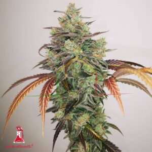 Y Griega CBD 2.0 - Medical Seeds