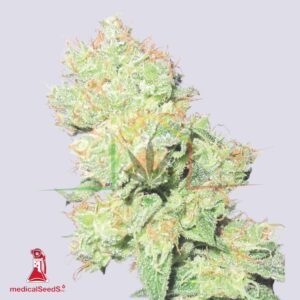 Y Griega CBD - Medical Seeds