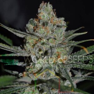 Afghan Kush Early Version - World of Seeds