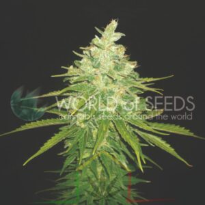 Afghan Kush x Black Domina - World of Seeds