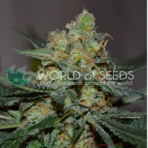 Afghan Kush x Skunk - World of Seeds