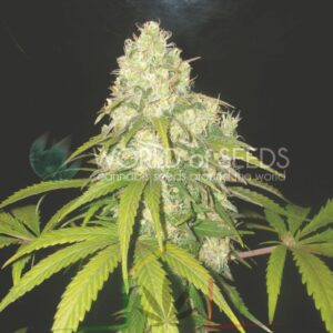Afghan Kush x Yumbolt - World of Seeds