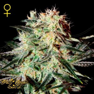 Arjan's Strawberry Haze - Green House Seeds