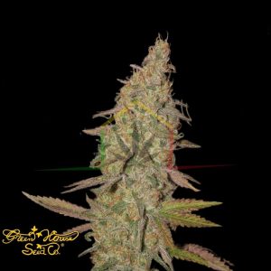 Arjan's Ultra Haze #1 - Green House Seeds