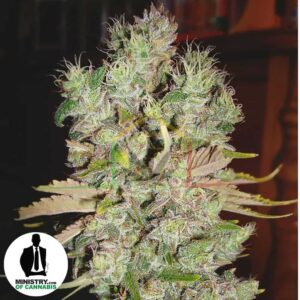 Auto Blueberry Domina de Ministry of Cannabis
