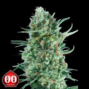Auto Bubble Gum XXL - 00 Seeds