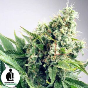 Auto White Widow de Ministry of Cannabis