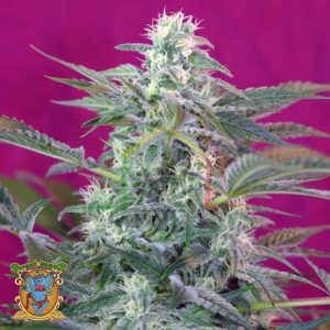 Big Foot - Sweet Seeds