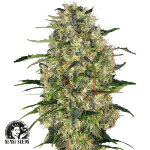Black Domina regular - Sensi Seeds