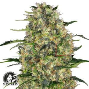 Black Domina - Sensi Seeds