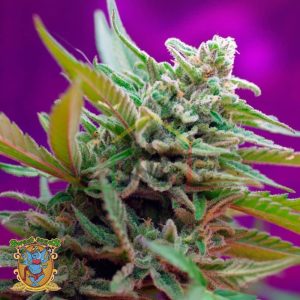 Black Jack Auto de Sweet Seeds