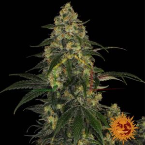 Blue Gelato 41 - Barney's Farm