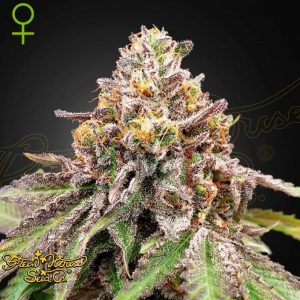 Blue Haze x Gelato 41 Auto - Green House Seeds