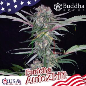 BUDDHA AUTO ZKITT