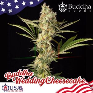 buddha wedding cheesecake