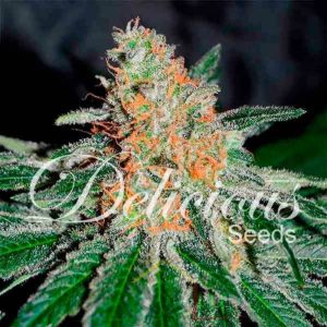 Cbd Jam De Delicious Seeds