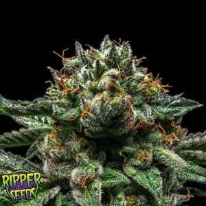 Chempie - Ripper Seeds
