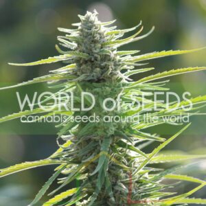 Colombian Gold Ryder - World of Seeds
