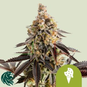 Cookies Gelato Auto - Royal Queen Seeds