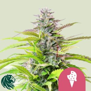 Cookies Gelato - Royal Queen Seeds