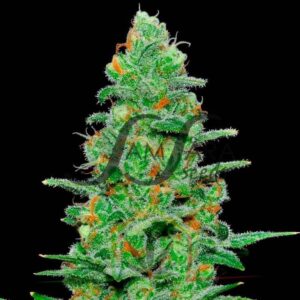 Crazy Miss Hyde Auto - Samsara Seeds