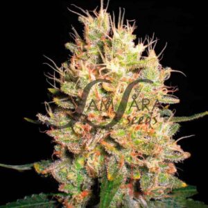 Crazy Miss Hyde - Samsara Seeds
