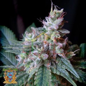 Cream Caramel F1 Fast Version - Sweet Seeds