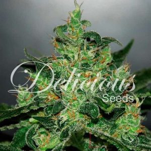 Critical Jack Herer Auto De Delicious Seeds