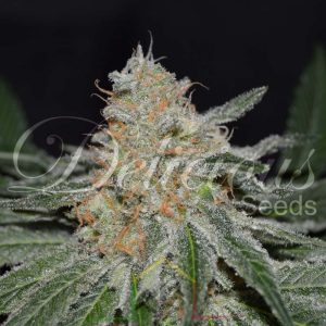 Critical Neville Haze 2.0