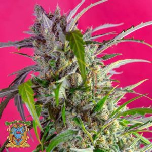 Crystal Candy Auto - Sweet Seeds