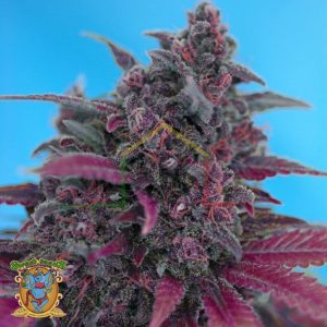 Dark Devil Auto - Sweet Seeds