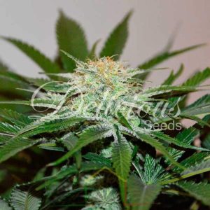 Descojack De Delicious Seeds