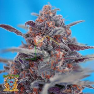 Devil Cream Auto - Sweet Seeds