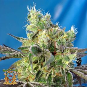 Do Sweet Dos - Sweet Seeds